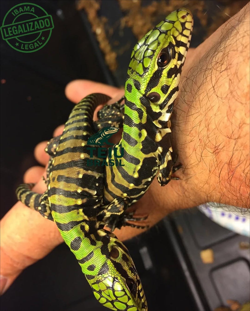 Filhote de Teiú - CASAL