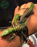 Filhote de Teiú - CASAL