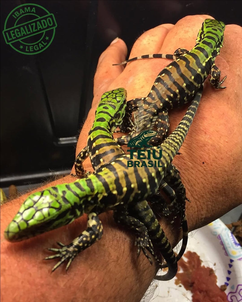 Filhote de Teiú - CASAL