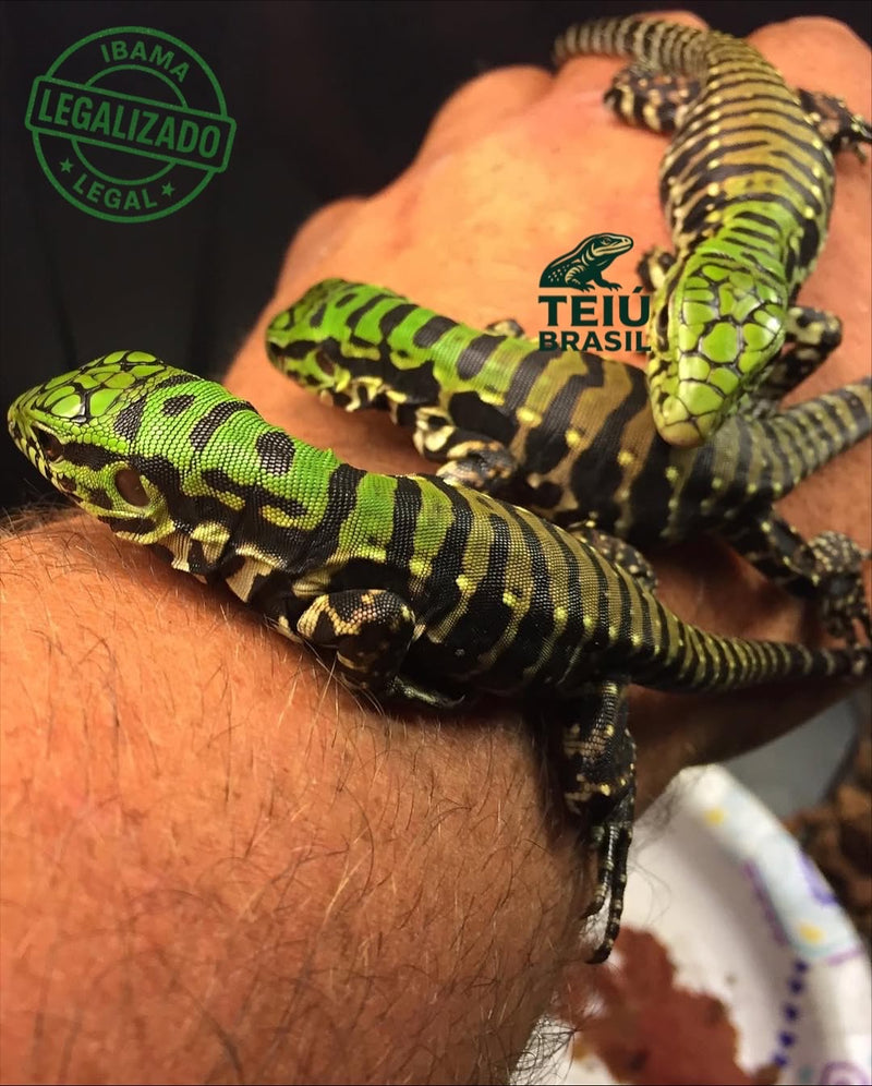 Filhote de Teiú - CASAL