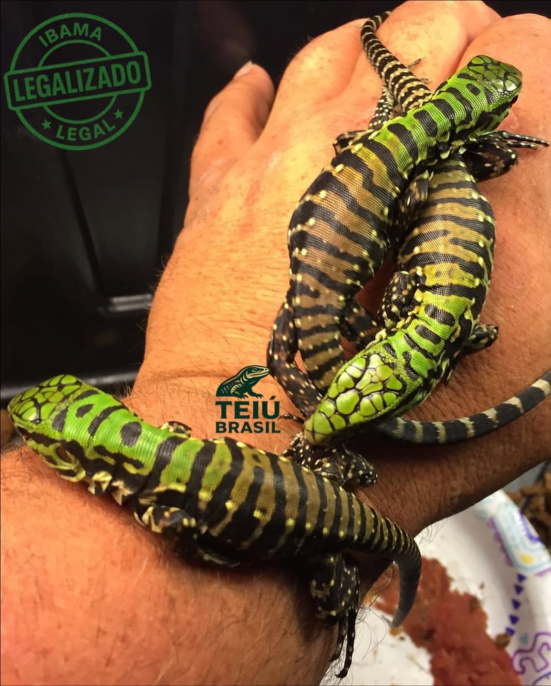 Filhote de Teiú - CASAL