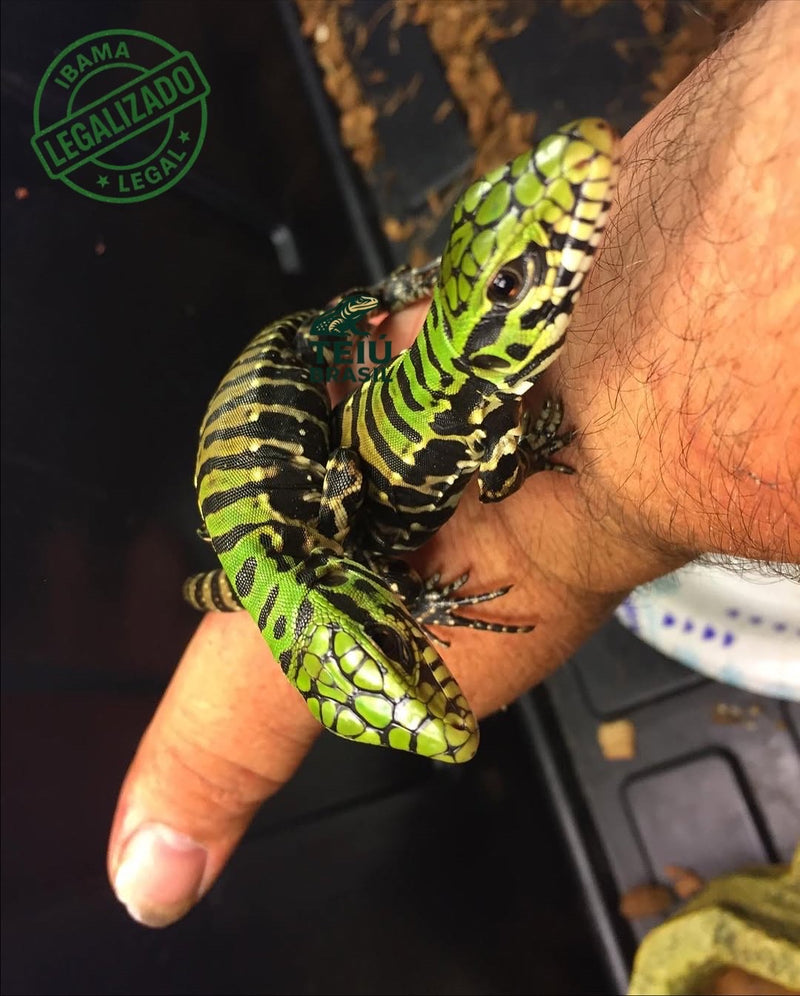 Filhote de Teiú - CASAL