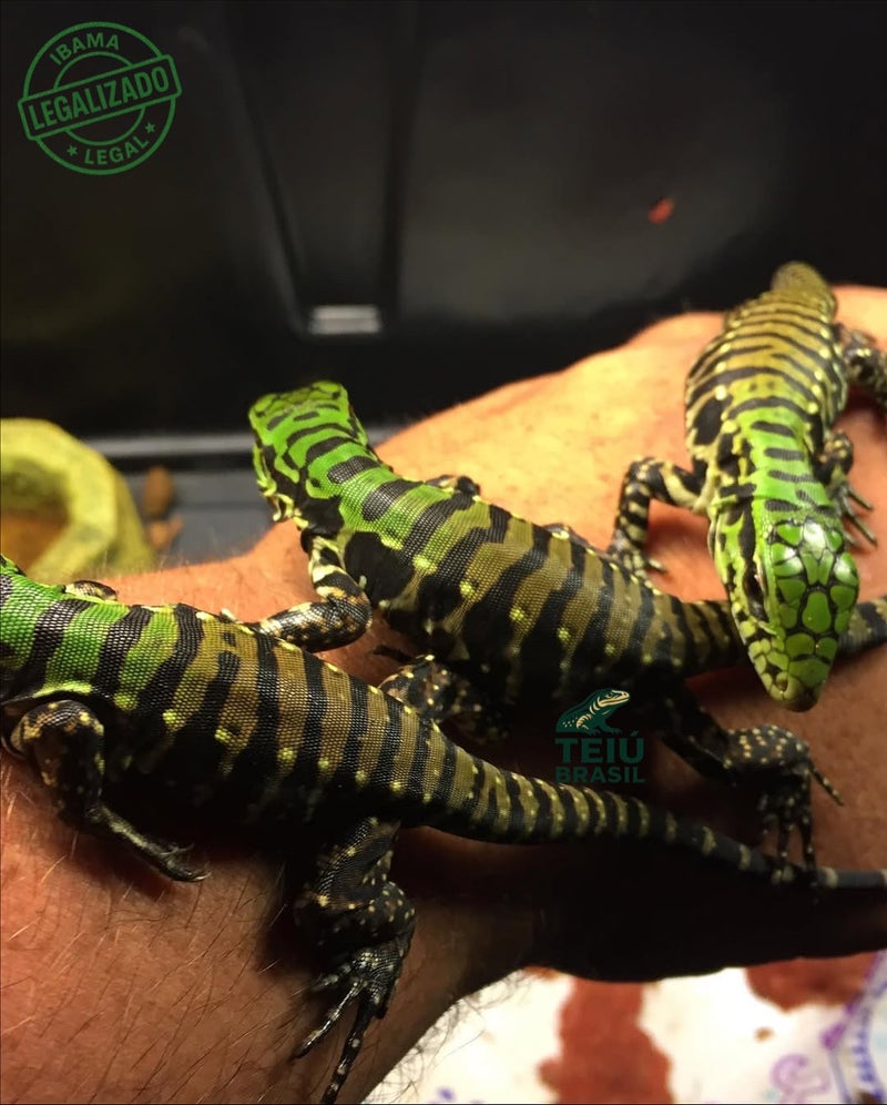 Filhote de Teiú - CASAL