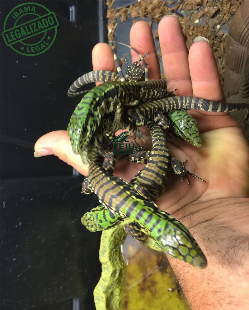 Filhote de Teiú - CASAL