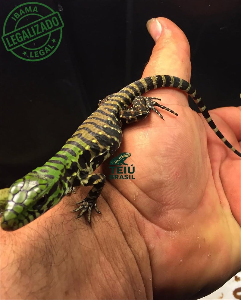 Filhote de Teiú - CASAL