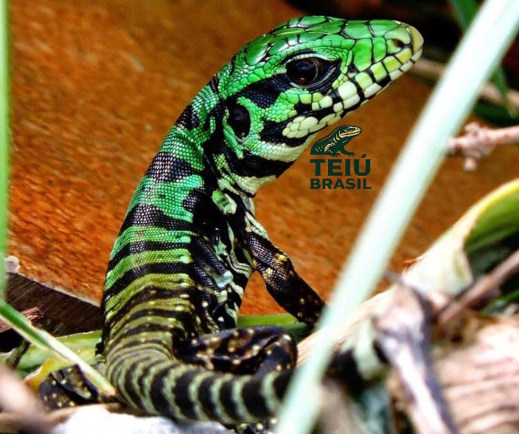 Filhote de Teiú - MACHO