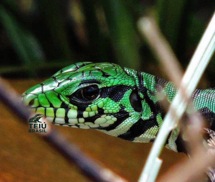 Filhote de Teiú - MACHO