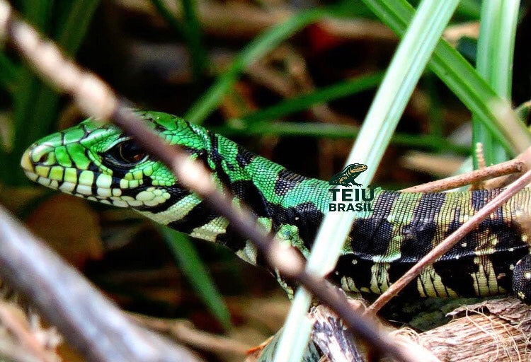 Filhote de Teiú - MACHO