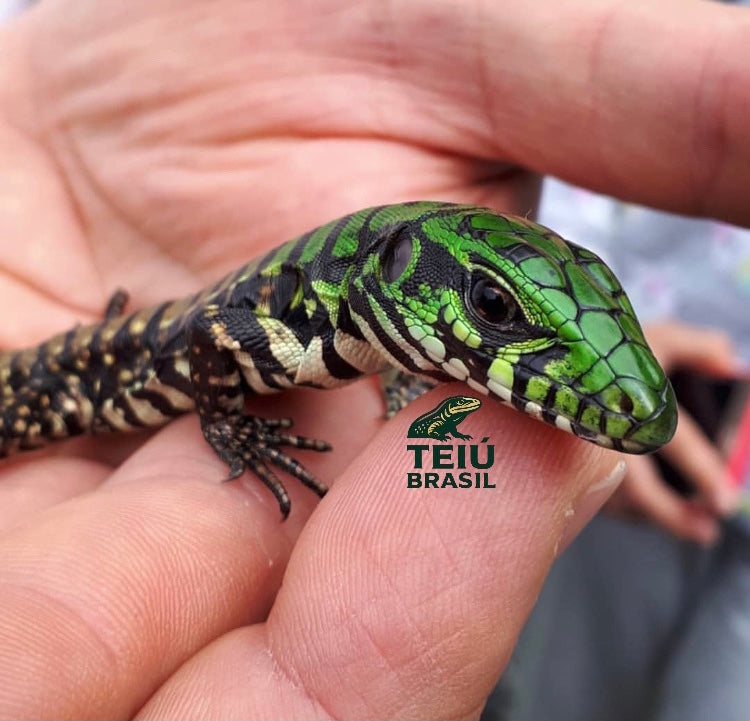 Filhote de Teiú - MACHO