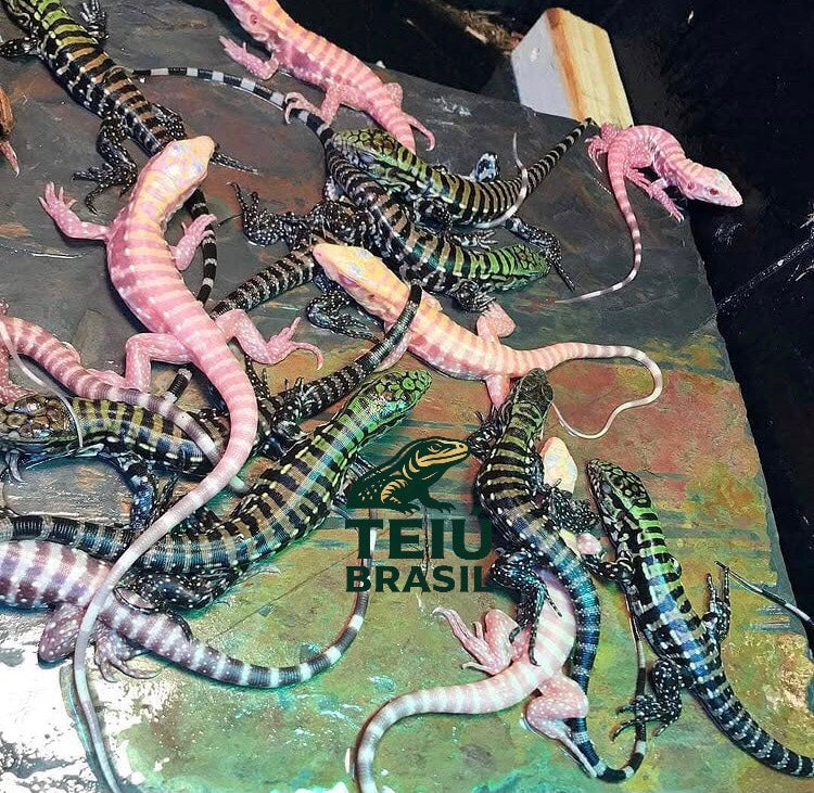 Filhote de Teiú Albino - FÊMEA