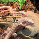 Filhotes de Teiú Albino - CASAL