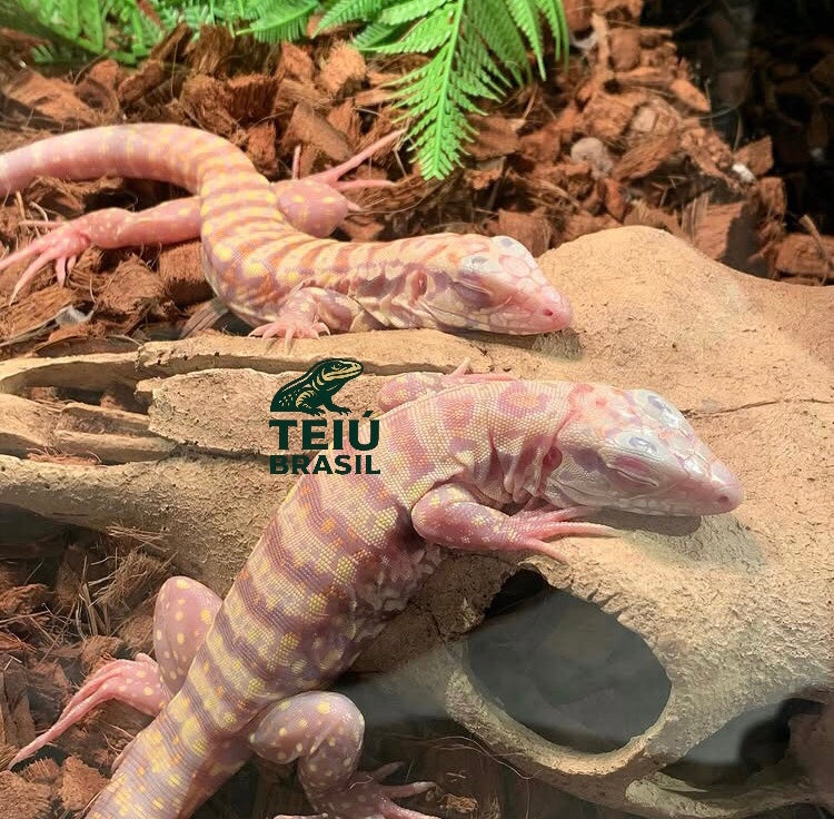 Filhotes de Teiú Albino - CASAL