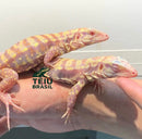 Filhotes de Teiú Albino - CASAL