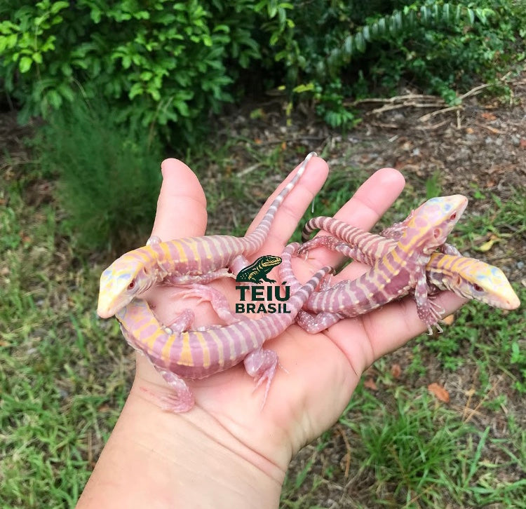 Filhotes de Teiú Albino - CASAL