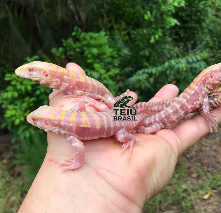 Filhotes de Teiú Albino - CASAL