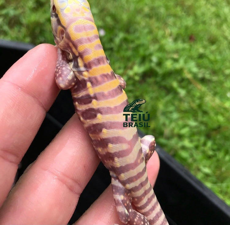 Filhotes de Teiú Albino - CASAL