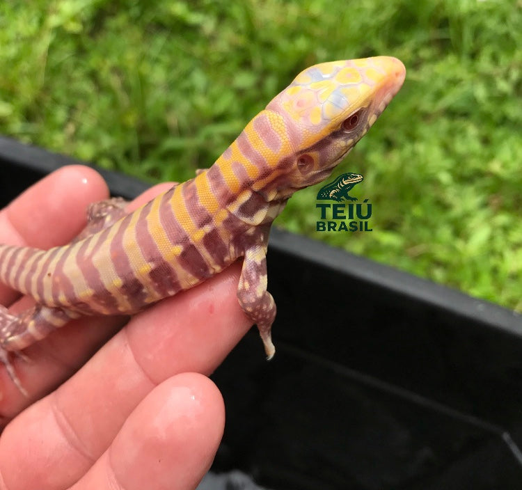 Filhote de Teiú Albino - FÊMEA