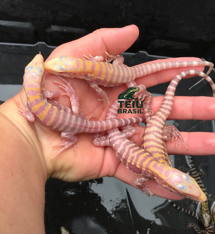 Filhotes de Teiú Albino - CASAL