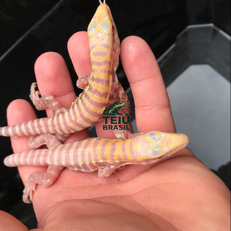 Filhote de Teiú Albino - MACHO
