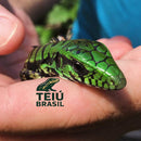 Filhote de Teiú - FÊMEA
