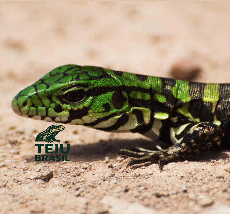 Filhote de Teiú - FÊMEA