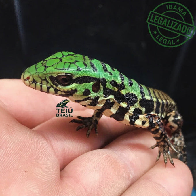 Filhote de Teiú - FÊMEA