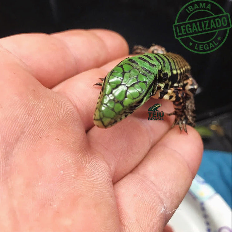 Filhote de Teiú - FÊMEA