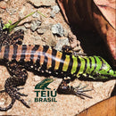 Filhote de Teiú - FÊMEA